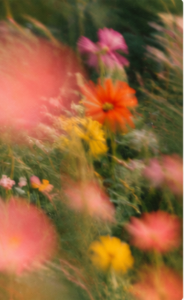 Flores silvestres